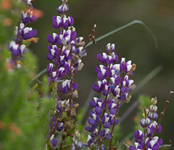 Typical flower