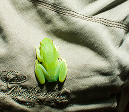 Arboreal frog