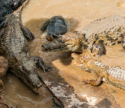 White alligators
