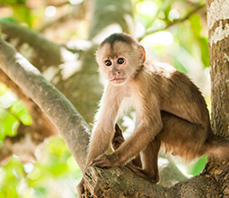 Machin monkey