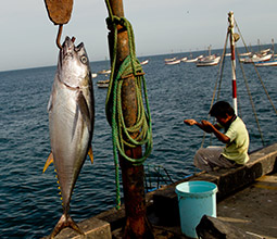 Artisanal fishing in Piura