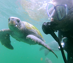 Diving with sea turtles in Piura
