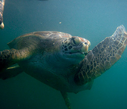 Sea turtle swimming in the sea of Piura