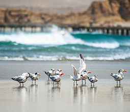 Seagulls on the beach Lobitos