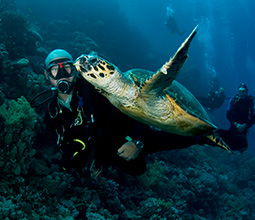 Diving experience with marine fauna in Piura