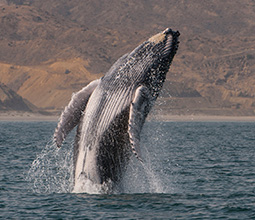 Whale watching in the sea of Piura