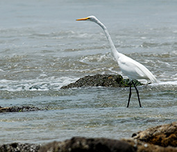 White heron on the beaches of Piura