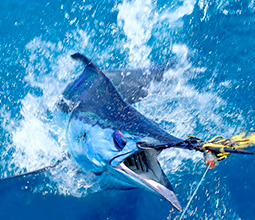 Merlin fish in Cabo Blanco