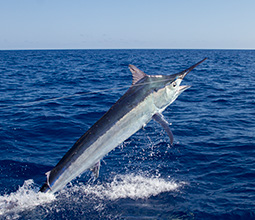 Merlin fish swimming in the sea of Cabo Blanco