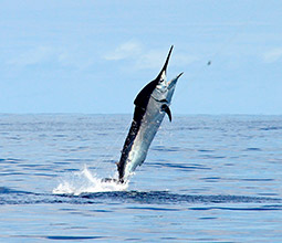 Merlin fish in Cabo Blanco