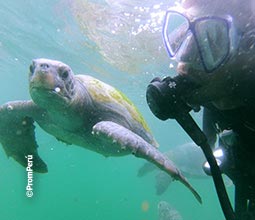 Experiencia de buceo con fauna marina de Piura