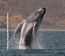 Avistamiento de ballenas en el mar de Piura