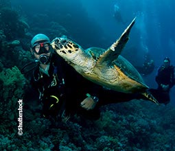 Buceo con tortugas marinas en Piura