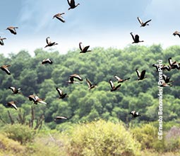 Avistamiento de aves en Piura