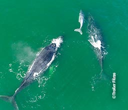 Avistamiento de ballenas en el mar de Tumbes