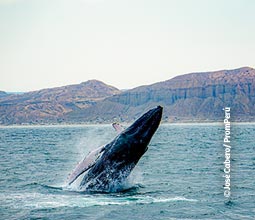 Ballenas en el mar de Tumbes