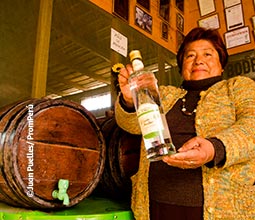 Visita las distintas Bodegas de la Ruta del Pisco.