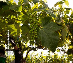 Cultivo de uvas en la vitivinícola Don Miguel.