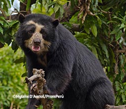 Oso de anteojos en el Área de conservación privada Chaparrí.