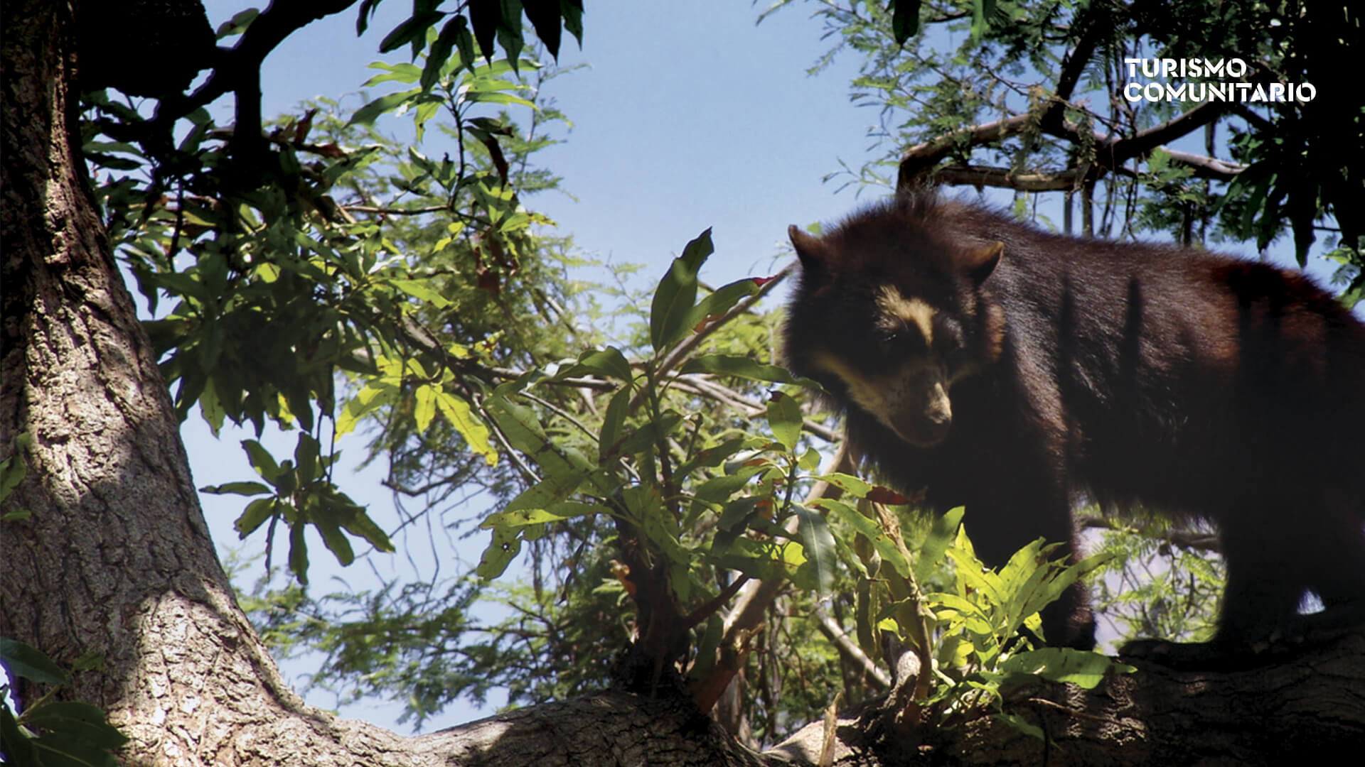Oso de Anteojos en Chaparrí