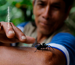 Guía y araña en la reserva de Tingana. Guía y araña en la reserva de Tingana.