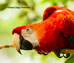 Guacamayo en la reserva de Tingana. Guacamayo en la reserva de Tingana.