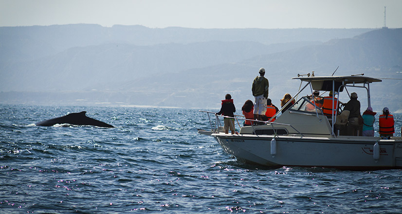 Avistamiento de ballenas en Tumbes