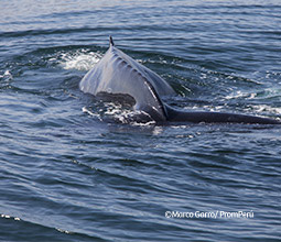 Avistamiento de ballenas jorobadas en Punta Sal