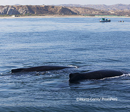 Avistamiento de ballenas