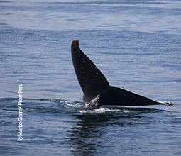 Avistamiento de ballenas