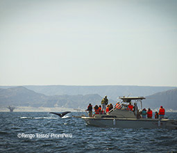 Yate con turistas en recorrido de avistamiento de ballenas jorobadas