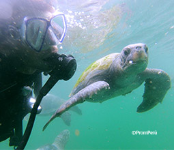 Buceo con tortugas marinas en la playa El Ñuro.