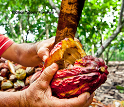 La ruta del cacao en Tarapoto