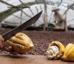 La ruta del cacao en Tarapoto