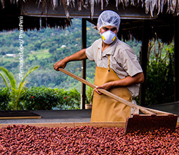 La ruta del cacao en Tarapoto