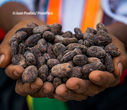 La ruta del cacao en Tarapoto