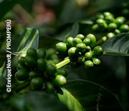 1-Cultivo-de-cafe-mosaico