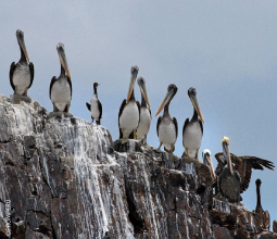 aves-en-la-reserva-nacional-sistema-de-islas-mosaico1