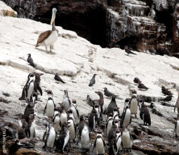 pinguinos-en-la-reserva-nacional-sistema-de-islas-mosaico2