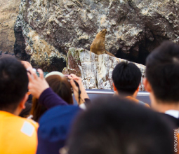 turistas-observando-lobos-marinos-en-las-islas-mosaico4