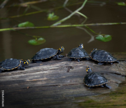 tortugas taricayas en loreto