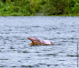 vista del delfin rosado en el rio amazonas