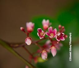 Flora típica de la Reserva Nacional Tambopata