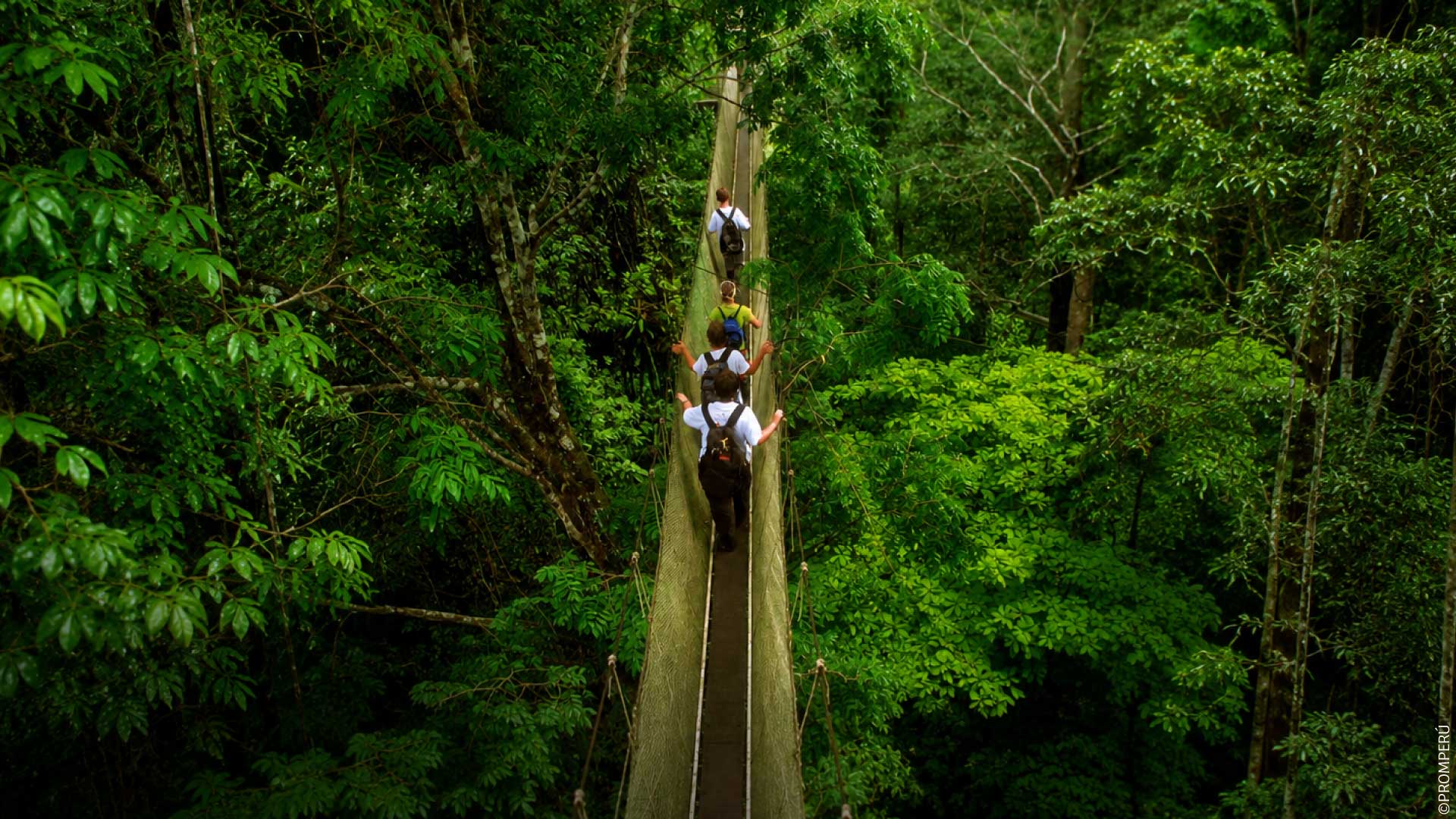 Canopy en los bosques de Loreto