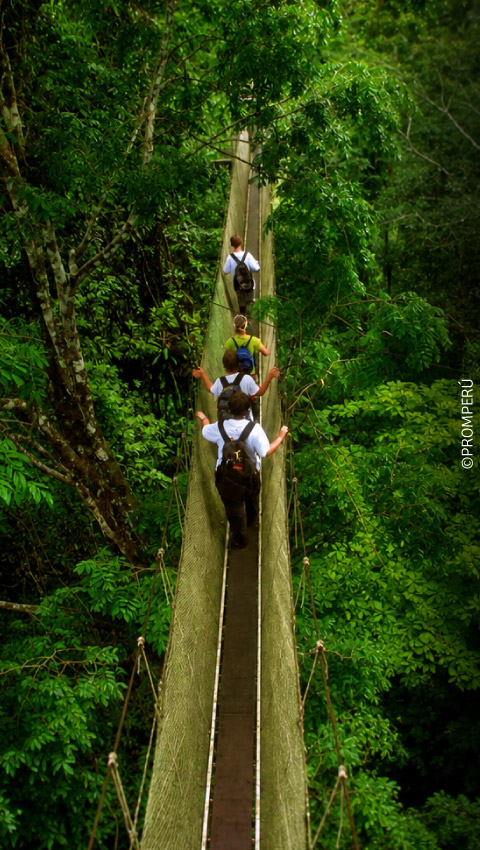 Canopy en los bosques de Loreto