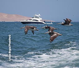 Avistamiento de aves en Ica