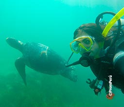 Buceo con tortugas marinas en el Norte