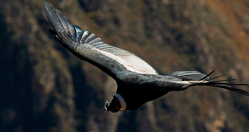 Cóndor en el Cañón del Colca