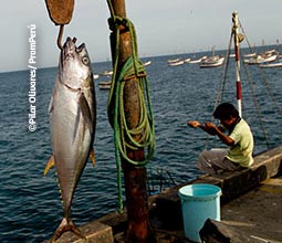 Pesca artesanal en Piura