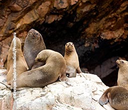 Otaries à crinière nageant dans la baie de Paracas